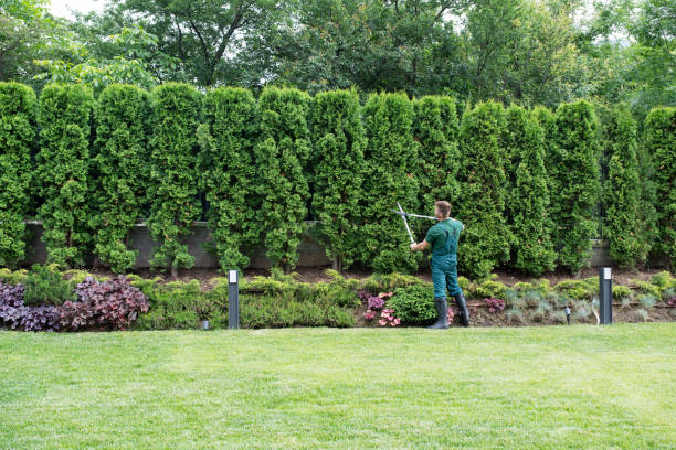 Professional Tree Services in Larose, LA