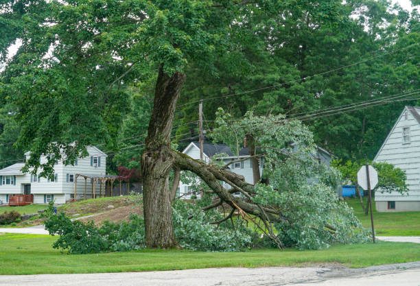 How Our Tree Care Process Works  in Larose, LA